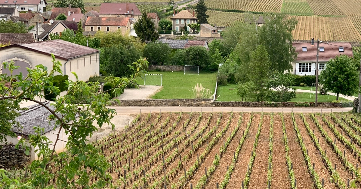 Halliday Wine Academy Wine Immersion Tours