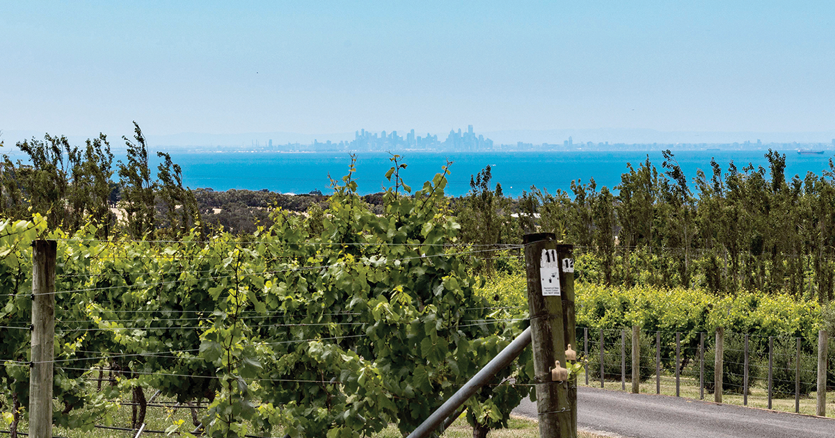 Geelong wines to try