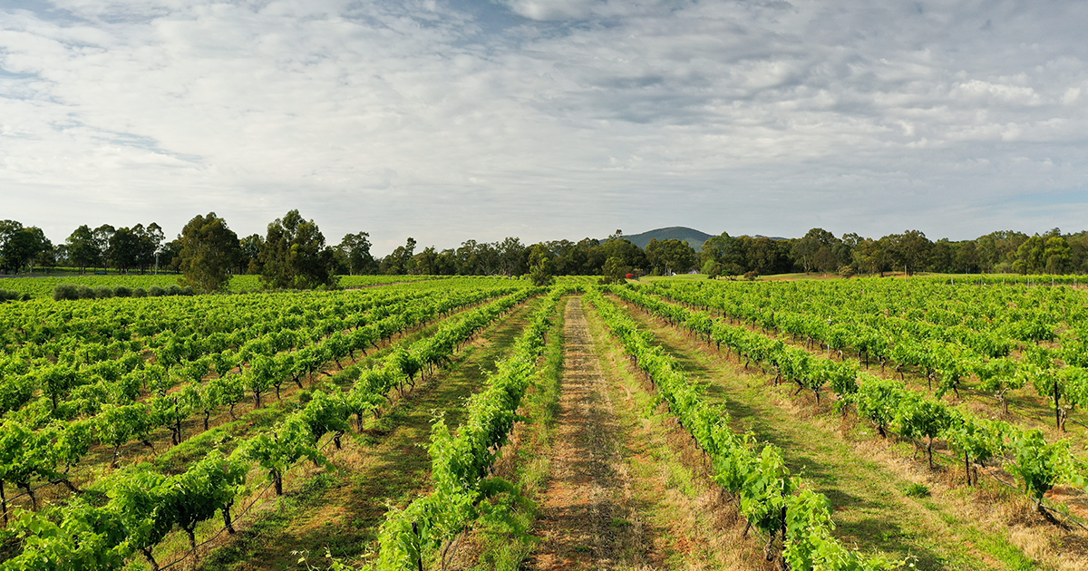 Best Hunter Valley Wines 50 Best Hunter Valley Wines To Try