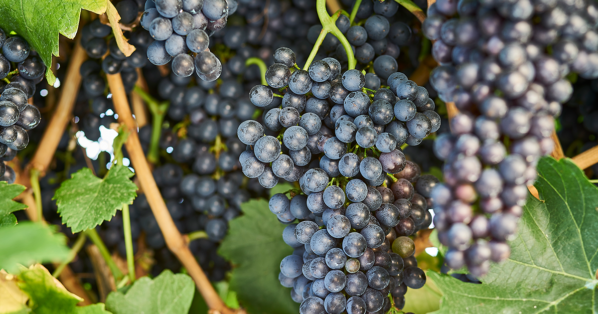 Six Beechworth wines for International Syrah Day