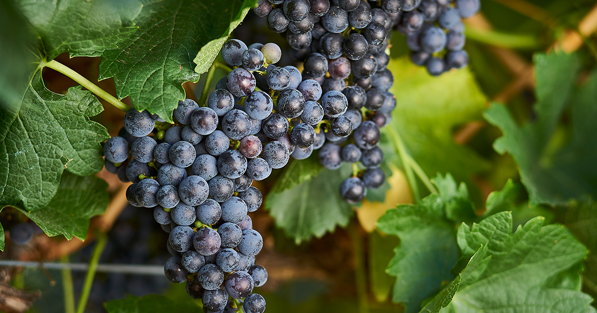 Merlot: the most widespread red grape variety of Bordeaux