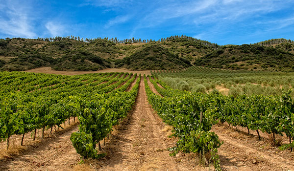 Vineyard in Rioja