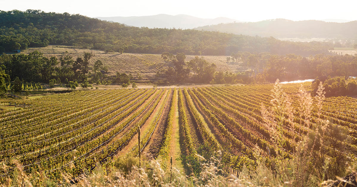 Queensland Wineries Best Queensland Wine Regions & Wineries