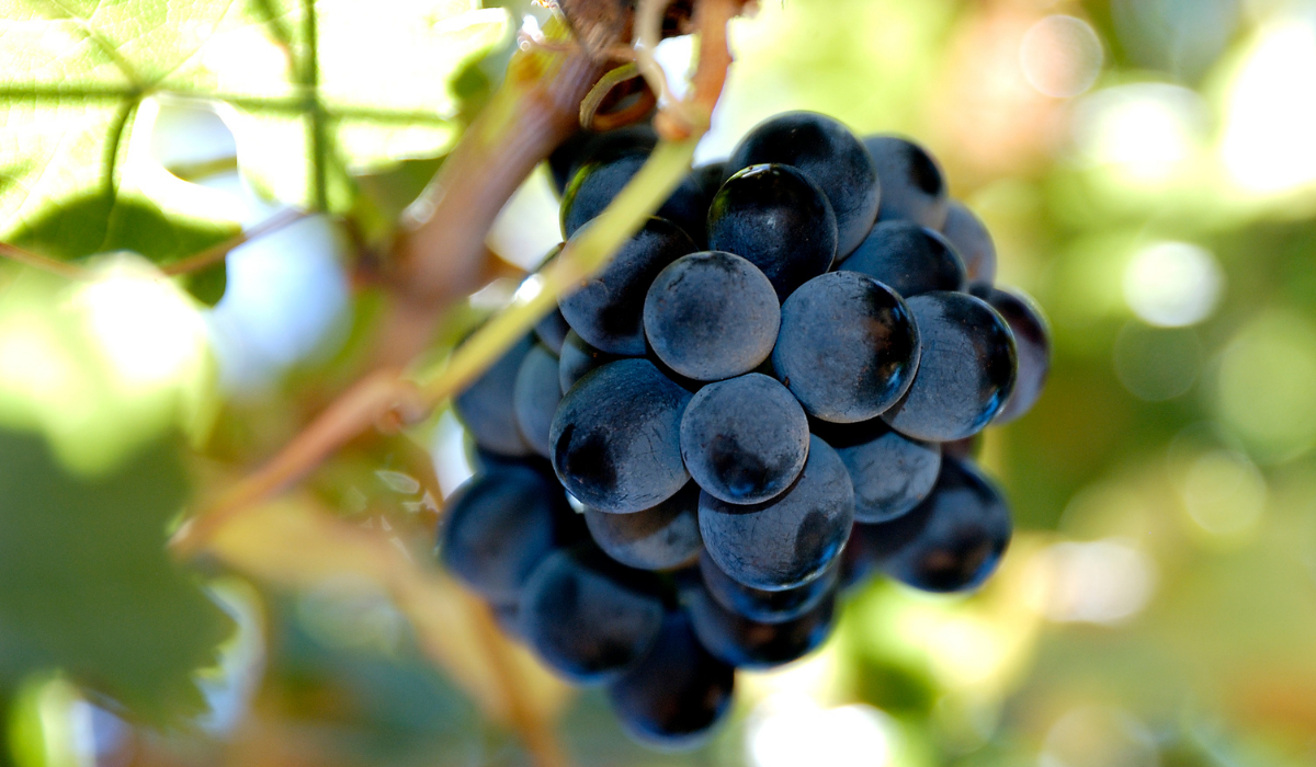 a bunch of red wine grapes