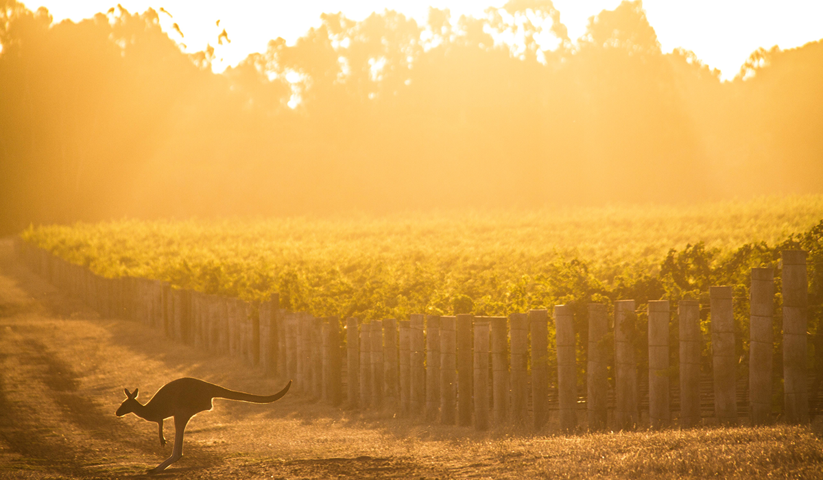 Kangaroo in the Cape Mentelle vineyard
