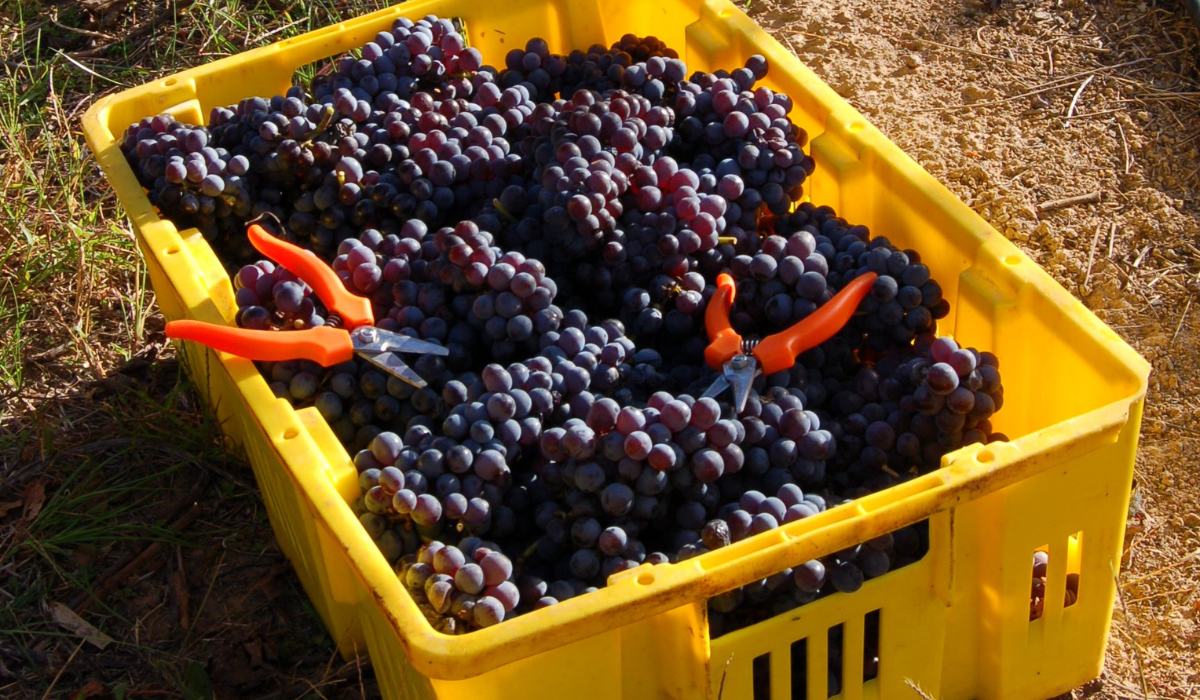 Freshly harvested red grapes