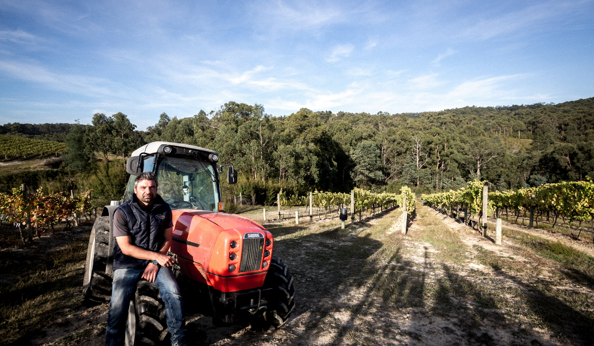 A man in a tractor in front of grapevines