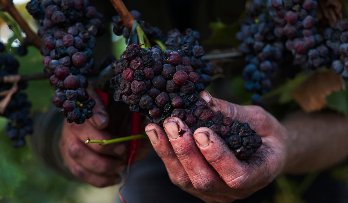 A man's hand holding a bunch of overripe grapes on the vine
