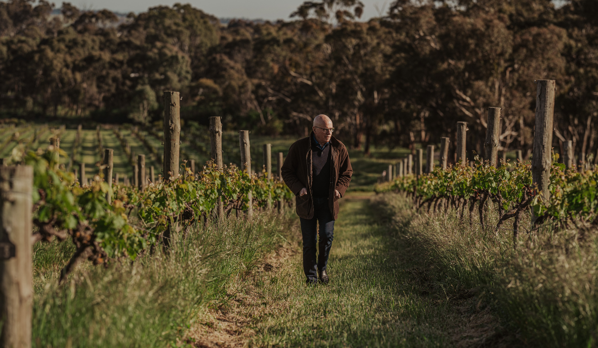 A man walks through a vineyard