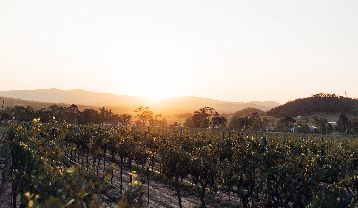 Granite Belt vineyard at sunrise