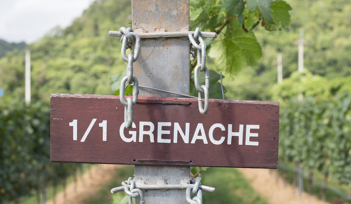 Grenache signpost in a vineyard