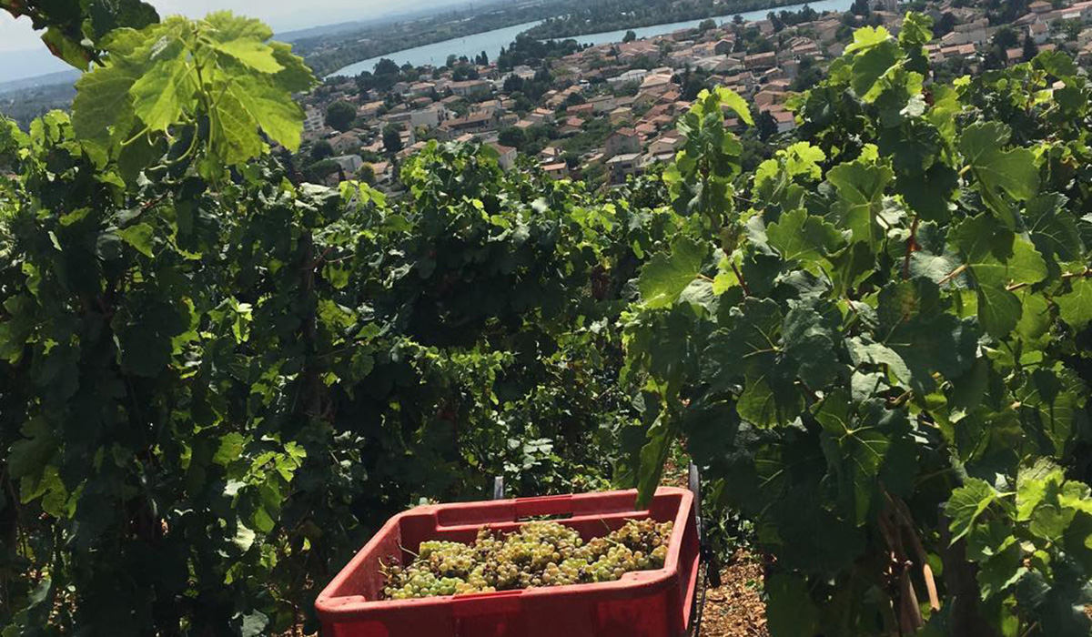 A bucket of grapes in the Hermitage vineyard of Jean Louis Chave – Ned Goodwin’s benchmark producer of marsanne