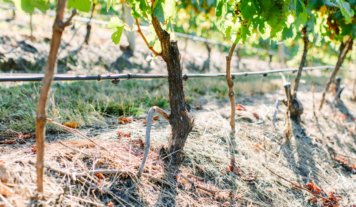 A close up of grape vines