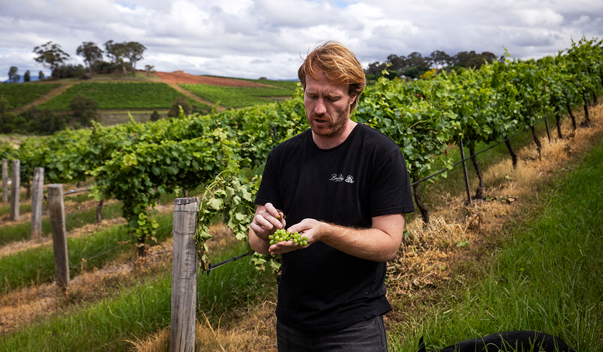 Alex Beckett in the vineyard