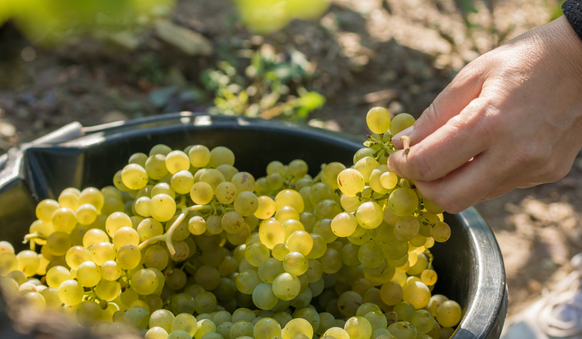 A bucket of grapes. A man's hand holds a bunch to the right. 