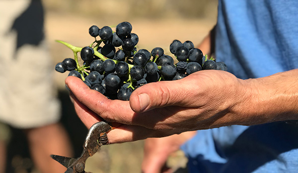 Red grapes in winemaker's hand