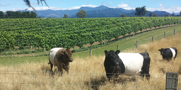Cows grazing in front of a vineyard 