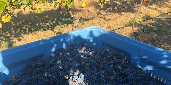 Bin of red wine grapes