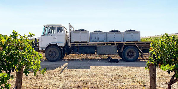 Truck loaded with wine grapes