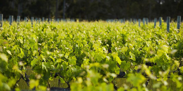 Sauvignon blanc vines in Margaret River