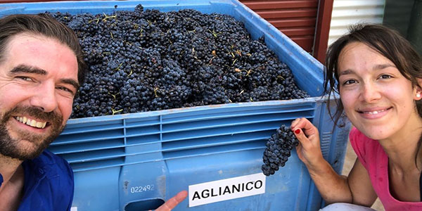 Bucket of aglianico grapes
