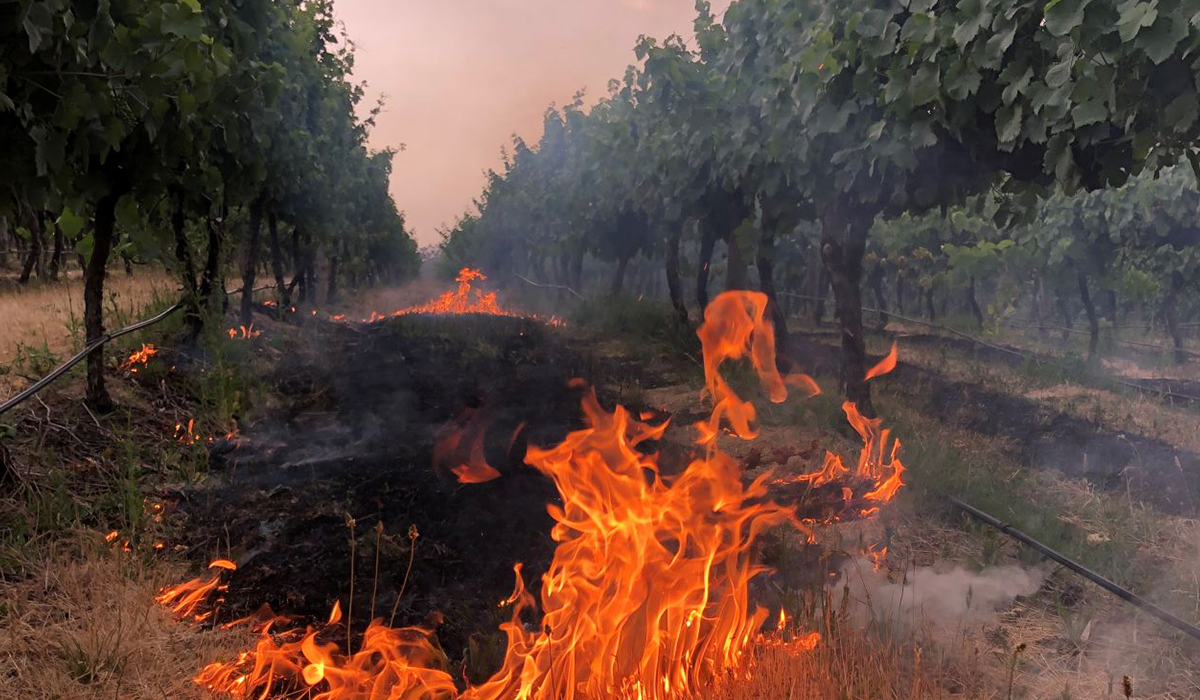 Fire at the Golding Wines vineyard
