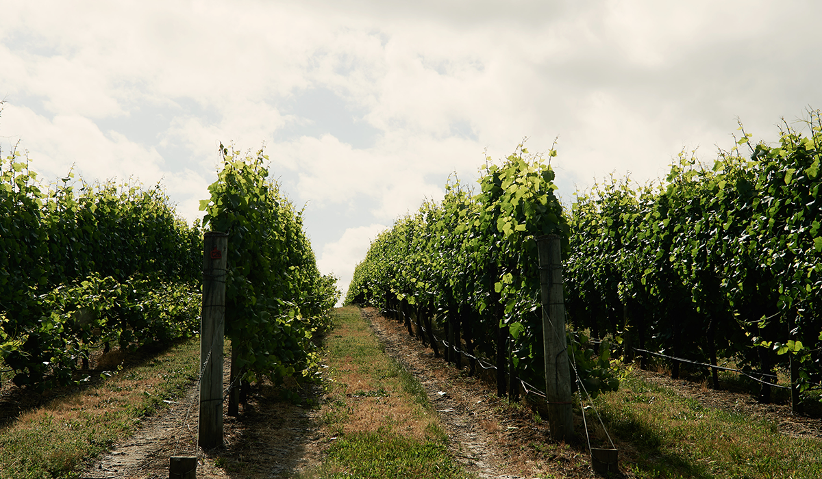 Harewood vineyard