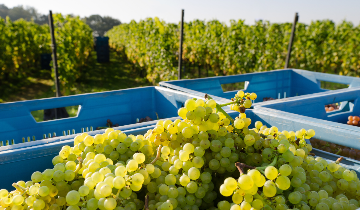 Freshly harvested chardonnay grapes in a blue tub