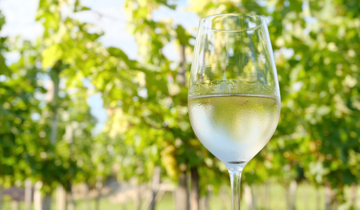 A close up of a glass of white wine with vines blurred in the background