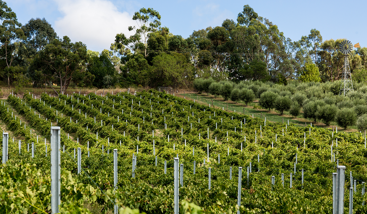 The Chris Ringland vineyard