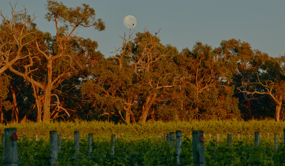 A vineyard under a full moon