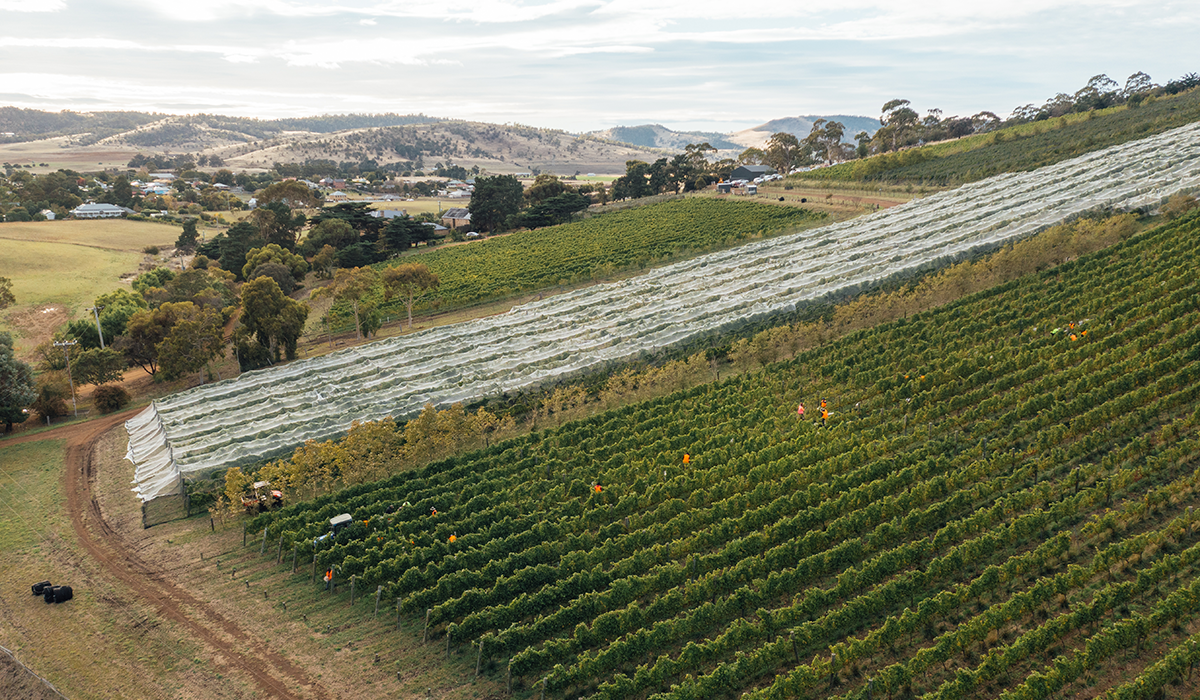 Pooley's Butcher's Hill vineyard that produces chardonnay.