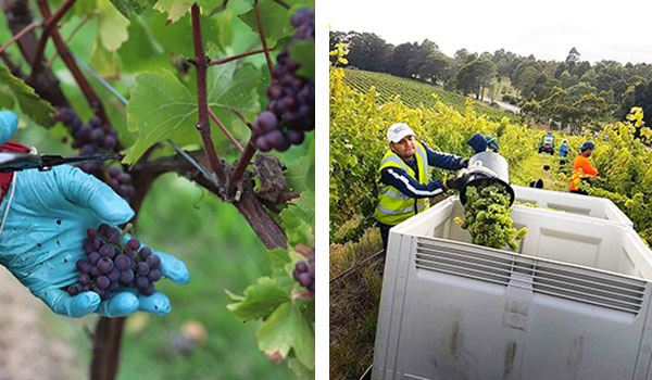 Harvesting wine grapes