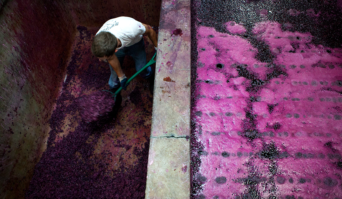 A winemaker shovelling grapes