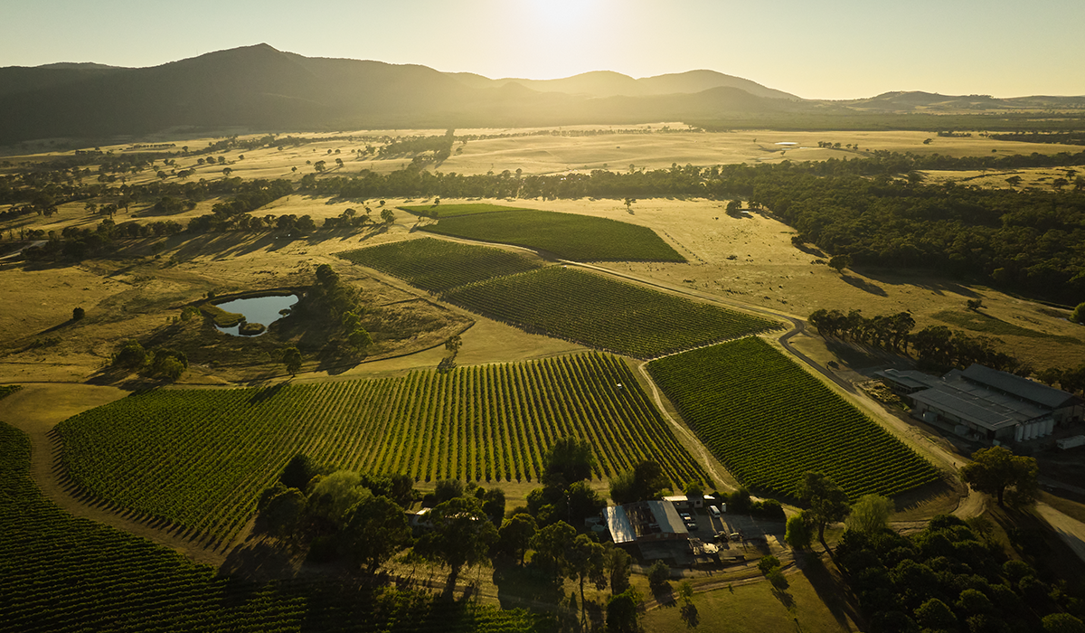 Drone view of the MLG vineyards and landscape