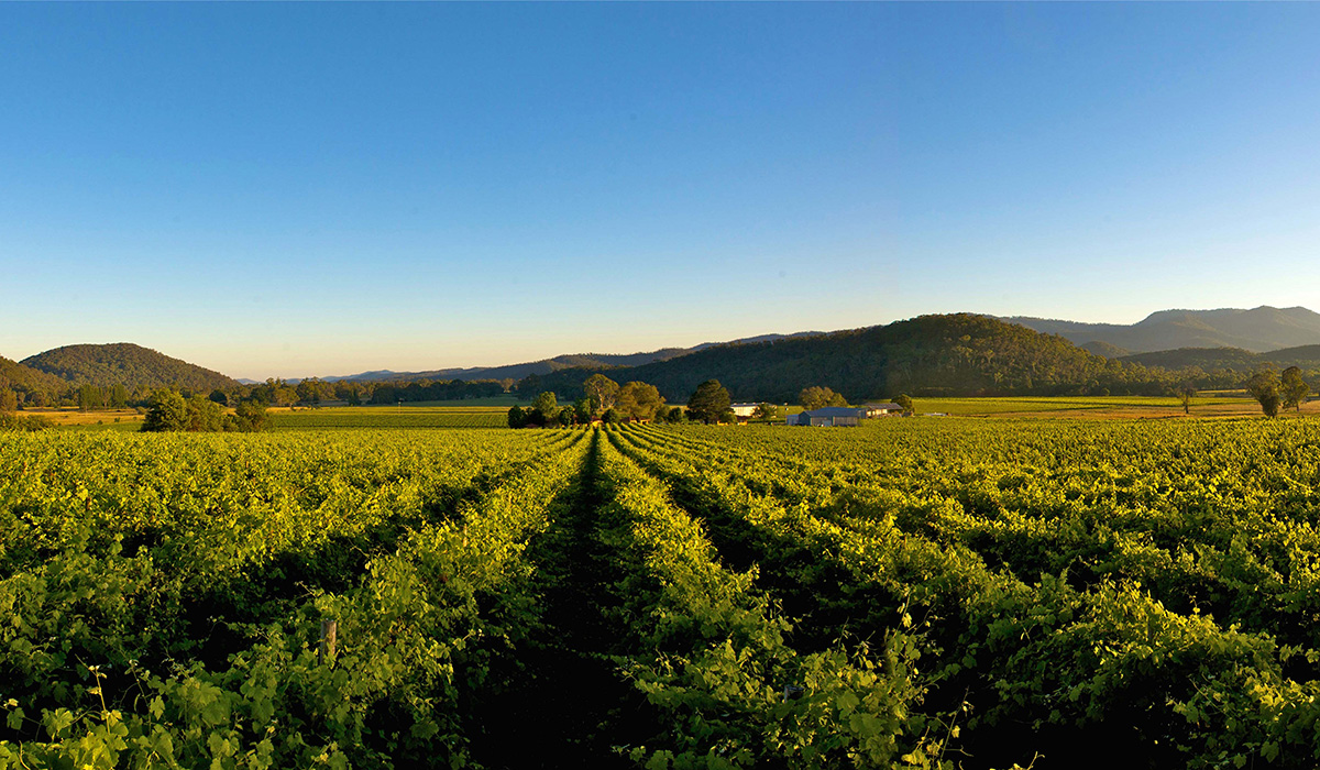 Chrismont vineyard in the King Valley of Victoria. 