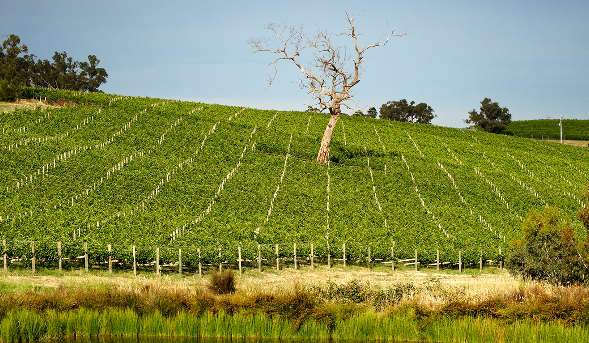 Medhurst vineyard