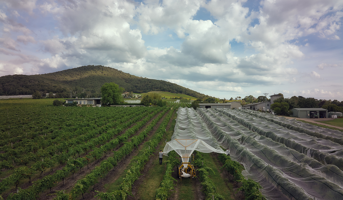 Yarra Yering vineyard