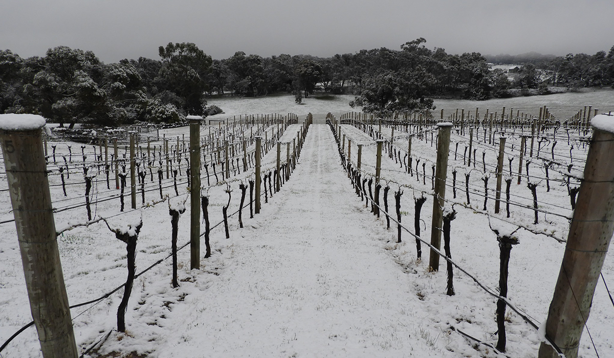 Vineyard covered in snow
