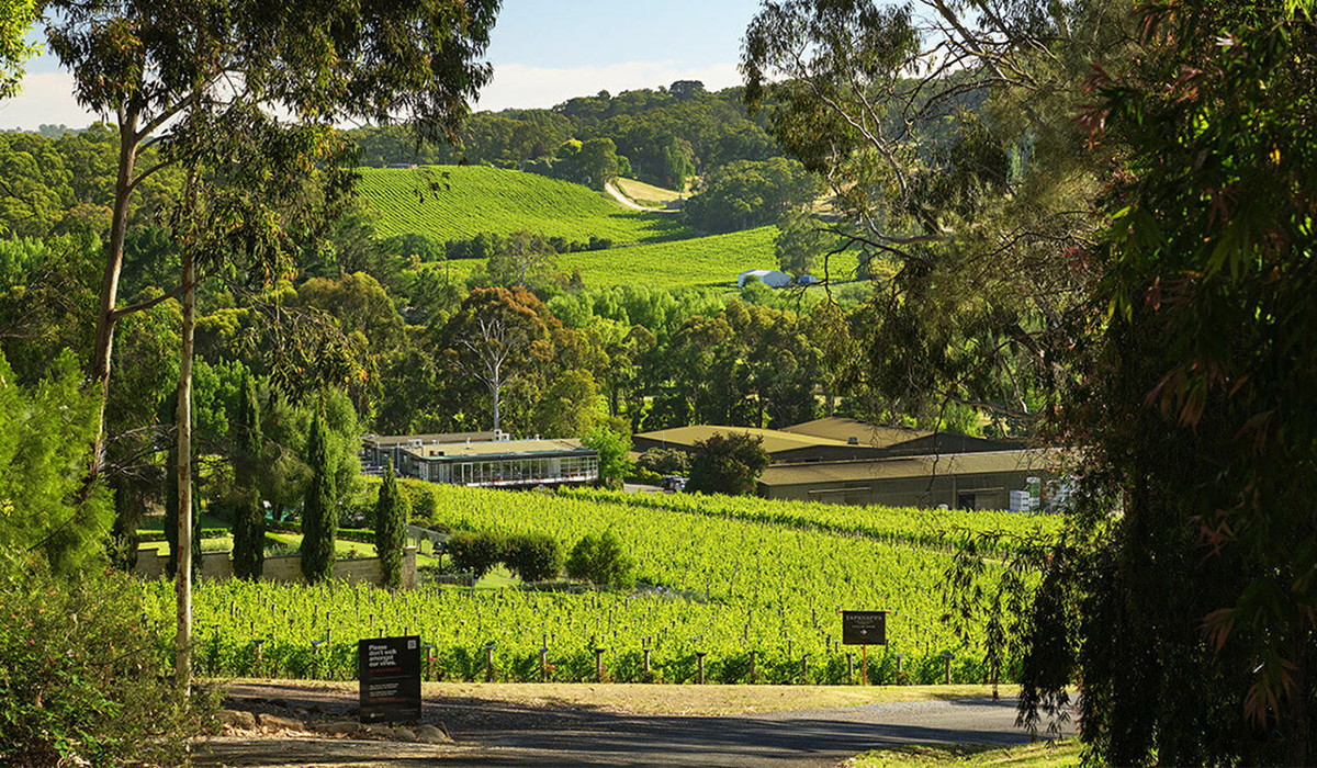 Image of Tapanappa winery through the trees and vines