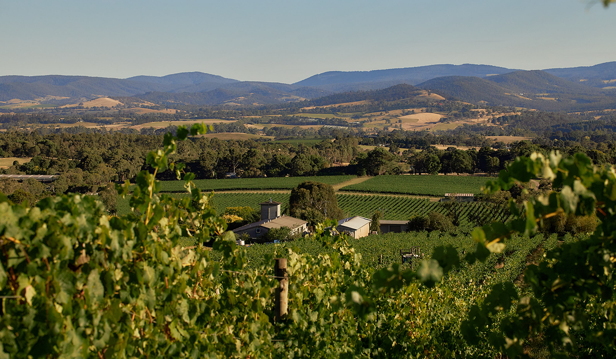 Yarra Yering winery seen from the elevated vineyard