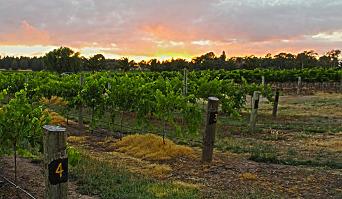 1847 Wines vineyard at sunset