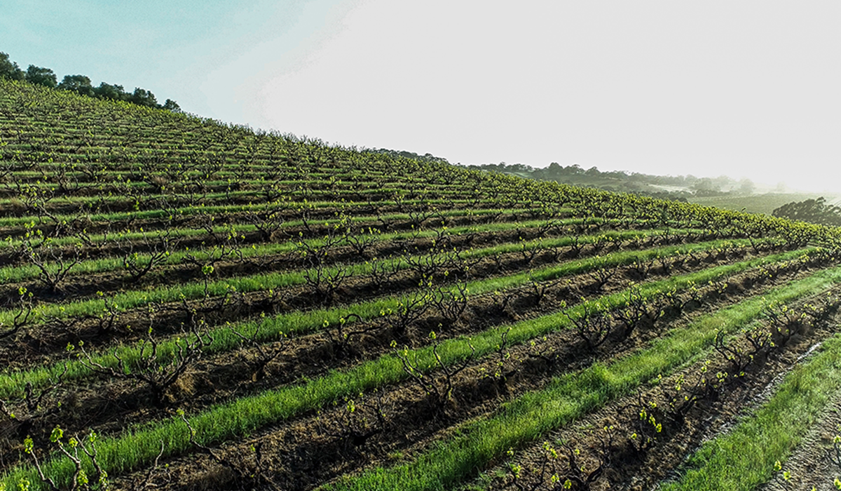 Clarendon Hills vineyard