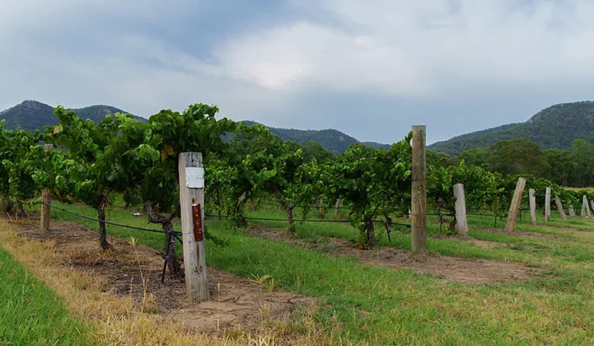 Leogate vineyard