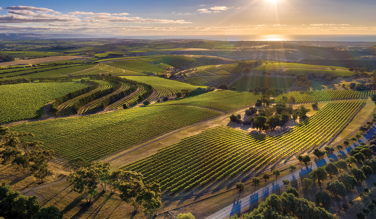 Drone image of Dandelion vineyard