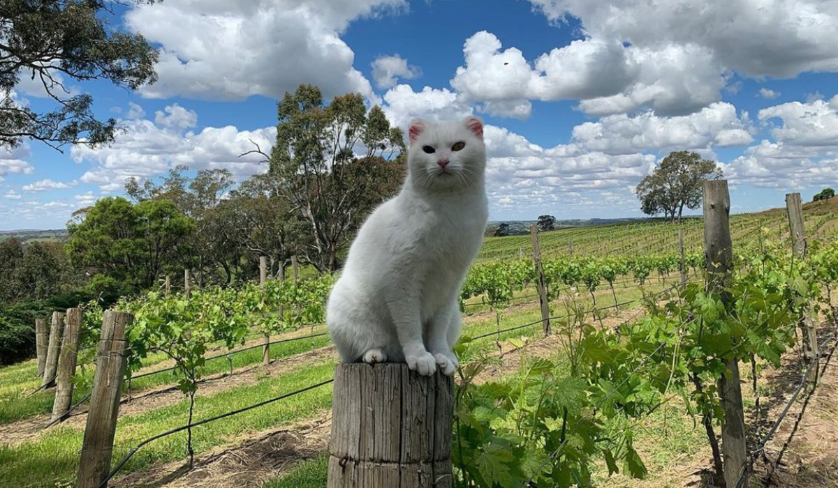 Cat sits on post in vineyard