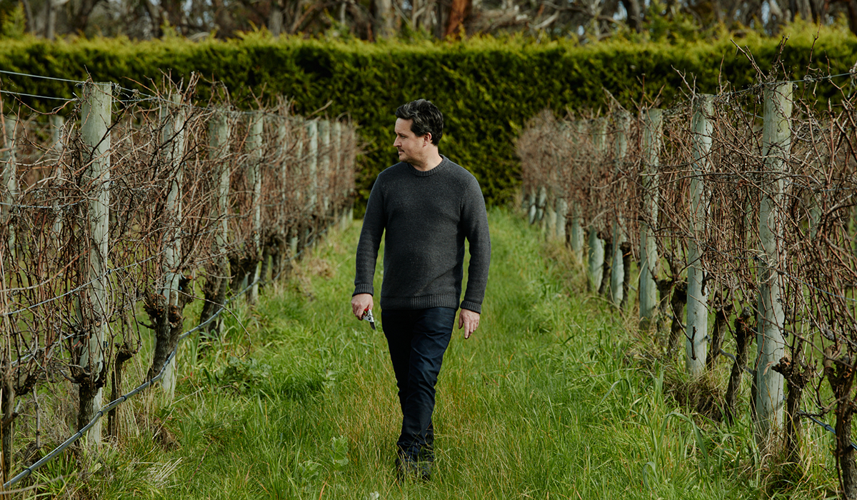 Handpicked winemaker in vineyard