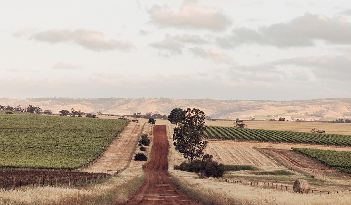 A red dirt road between vineyards in South Australia