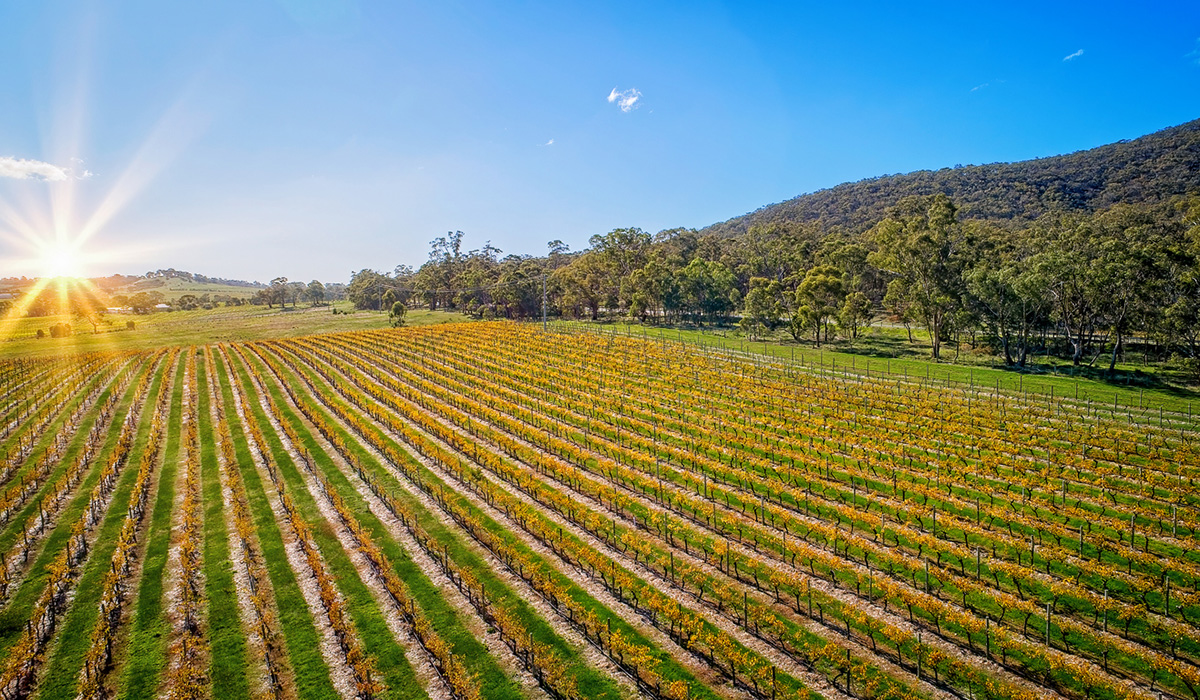 Bright sunshine over a vineyard in Victoria