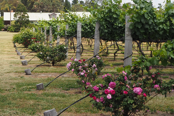 Rose bushes at the ends of the vine rows at Heritage Estate